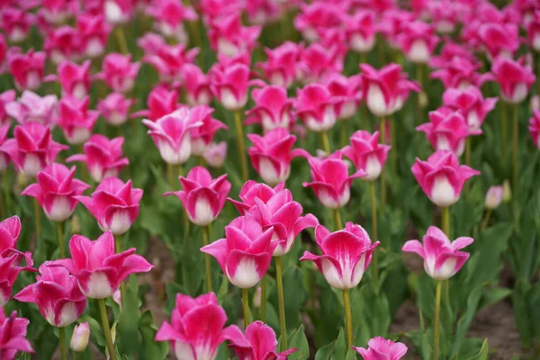 Tulpen Rosa Viele Tulpen Verschiedene Arten Von Tulpen Helle Frühlingsblumen — Stockfoto