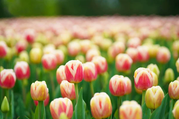 Tulipanes Rosados Muchos Tulipanes Diferentes Variedades Tulipanes Flores Brillantes Primavera — Foto de Stock