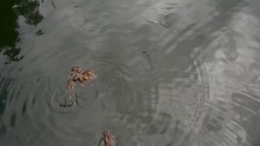Bahar mevsiminde çiftleşme sırasında su atkuyruğu dalları arasında göletlerdeki bir grup bataklık kurbağası.