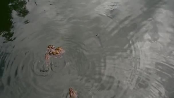 Group of marsh frogs in the ponds water among water horsetail twigs during mating season in springtime — Stock Video