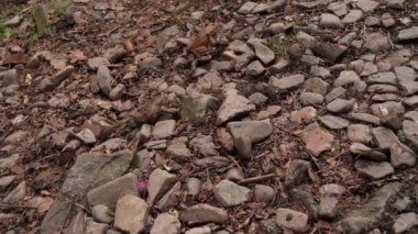 Ortak kurbağa Bufo bufo, partneriyle, kurbağa seksiyle, kurbağaların çiftleşme mevsimiyle, amfibi üreme ile çimenlerde yürür.