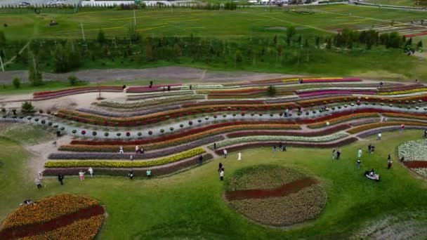 Ein blühendes Tulpenfeld im Dobropark in der Nähe der ukrainischen Hauptstadt Kiew. Mai 2021. — Stockvideo