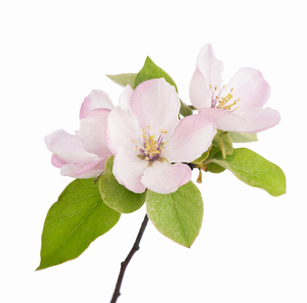 apple flowers branch