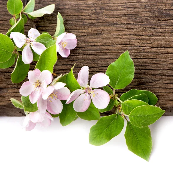 Rama de flores de manzana — Foto de Stock