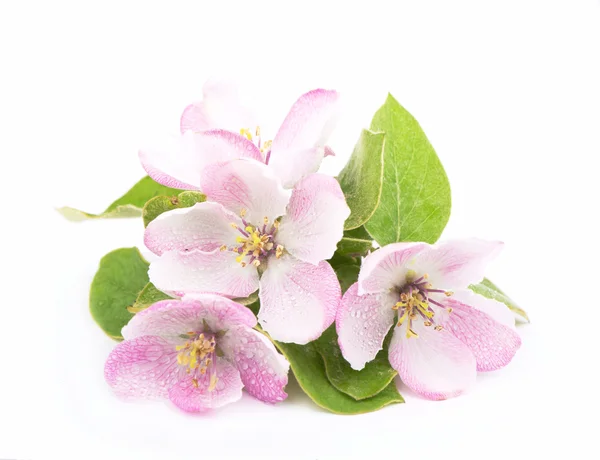 Apple flowers branch — Stock Photo, Image