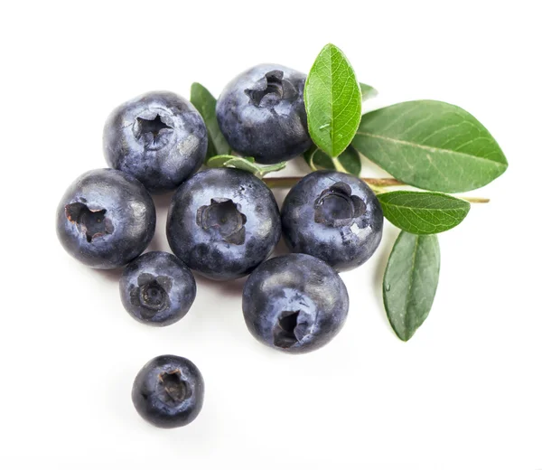 Mature bilberry Royalty Free Stock Photos