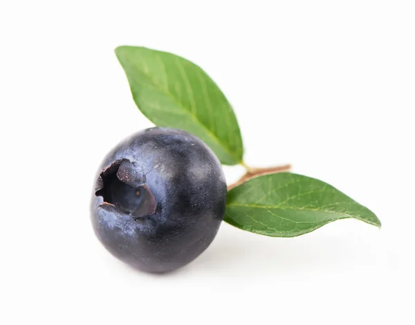 Mature bilberry — Stock Photo, Image