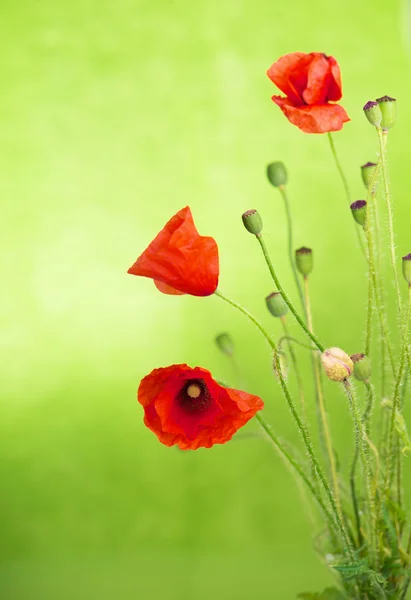 Roter Mohn — Stockfoto