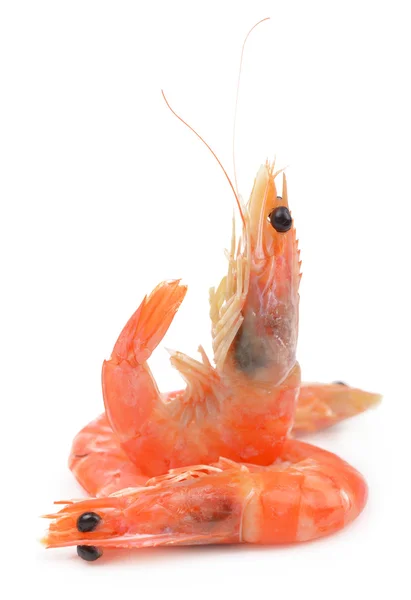 Some shrimps — Stock Photo, Image