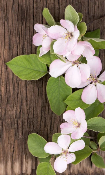 Rama de flores de manzana — Foto de Stock