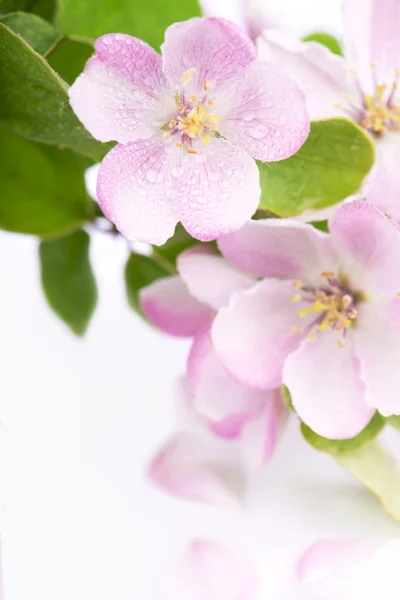 りんごの花の枝 — ストック写真