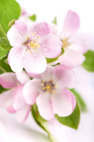 Branche de fleurs de pomme — Photo