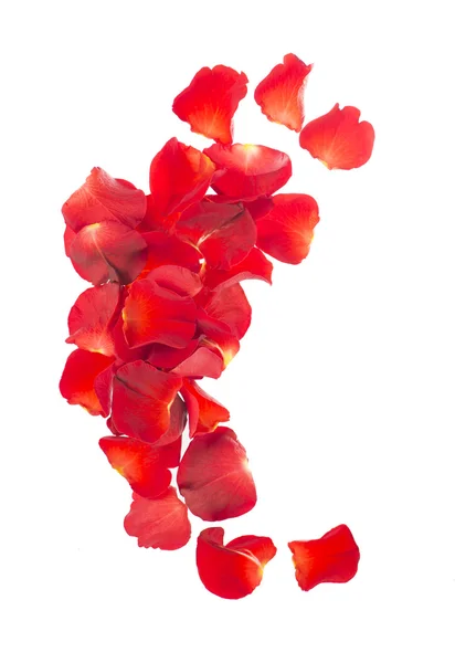 Red rose petals — Stock Photo, Image