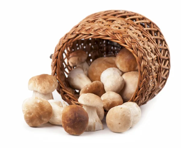Pilze im Weidenkorb — Stockfoto