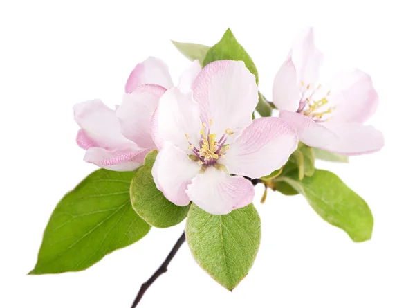 Apple tree blossoms — Stock Photo, Image