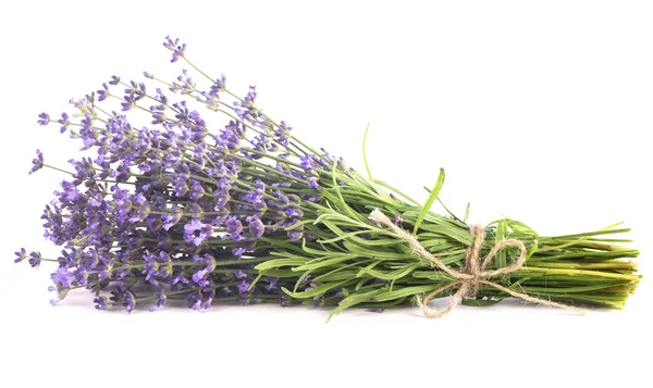 Lavanda — Fotografia de Stock