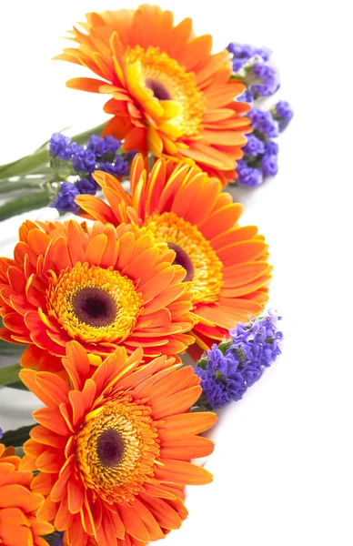 Gerbera Blume isoliert auf weißem Hintergrund — Stockfoto