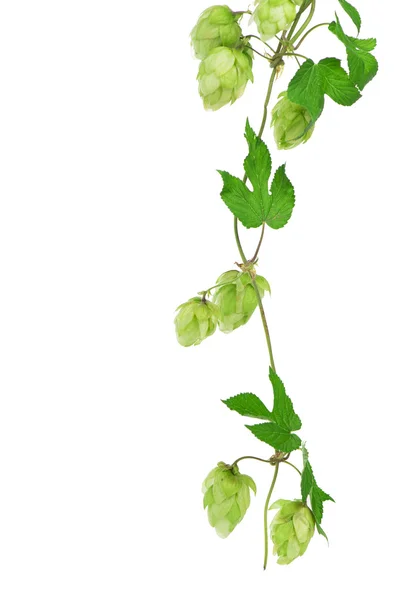 Lúpulo aislado sobre fondo blanco — Foto de Stock