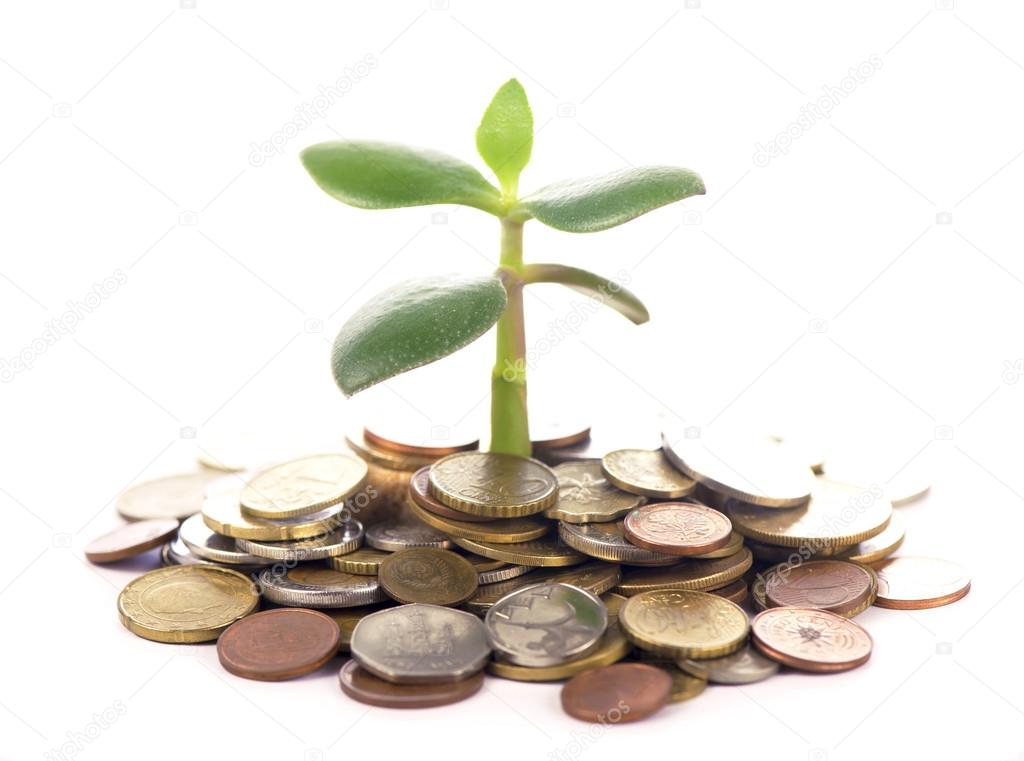 plant growing out of gold coins