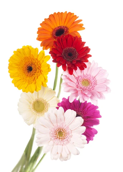 Gerbera flower isolated on white background — Stock Photo, Image