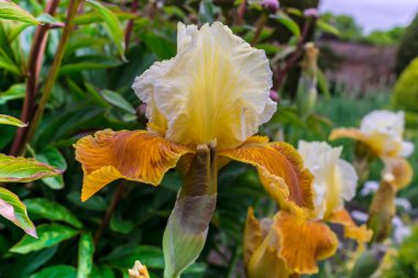 Iris çiçekli bitki bir Bahçe.