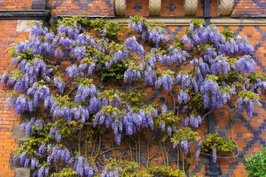 Büyük wisteria çiçekli bitki.
