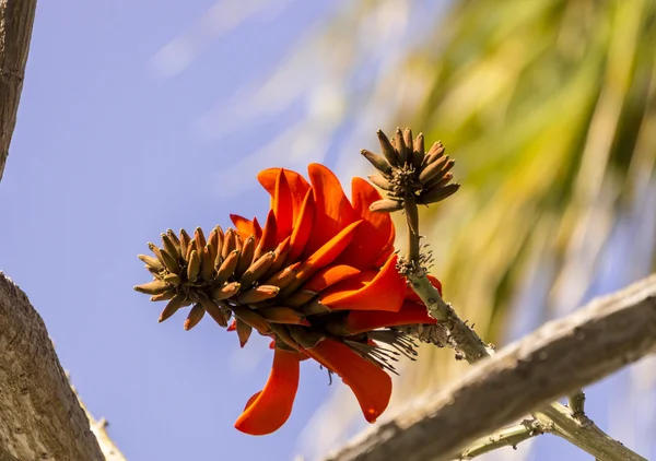 Primer plano exótico de la flor tropical . — Foto de Stock