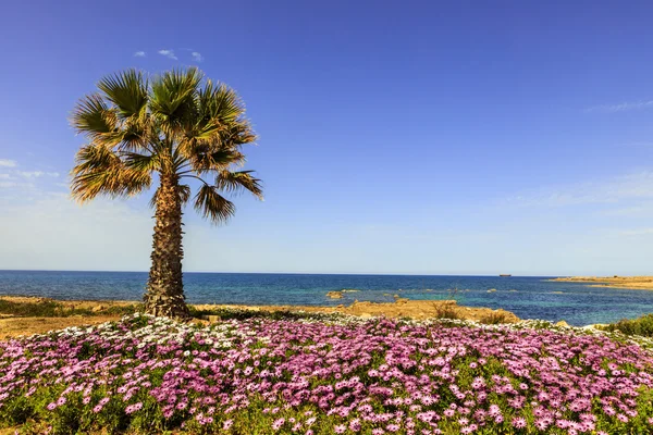 Vista al Mediterráneo con palmera . — Foto de Stock