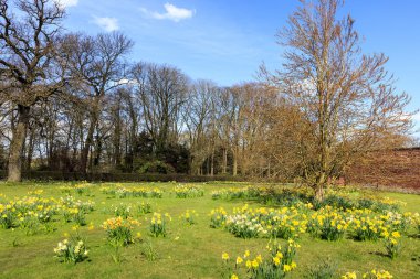 Nergis erken Bahar bir çayır üzerinde.
