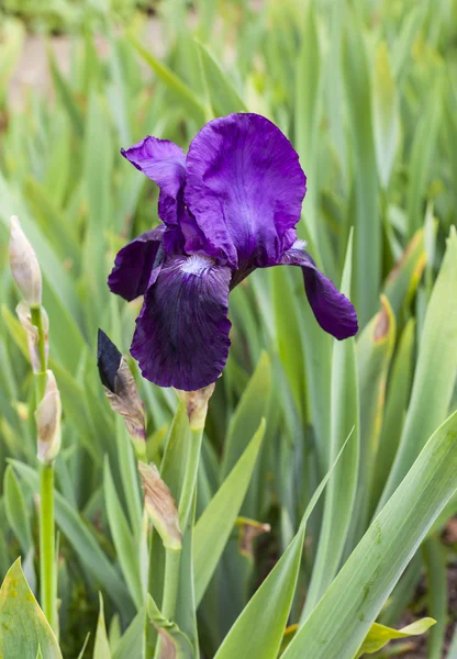Koyu mor iris çiçeği. — Stok fotoğraf