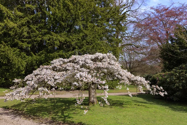 Bir parkta küçük Sakura ağacı.