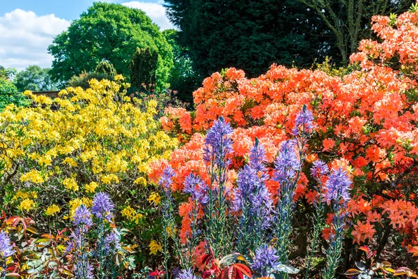Azaleas, rhododendrons and camassia  in full bloom. — Stock Photo, Image