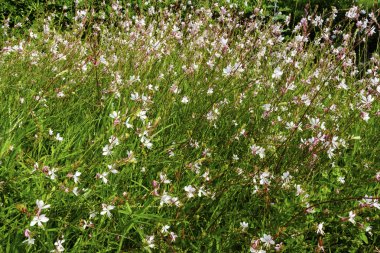 Beeblossoms bilinen pembe Gaura çiçekler.