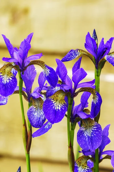 Iris bleu fleurs . — Photo