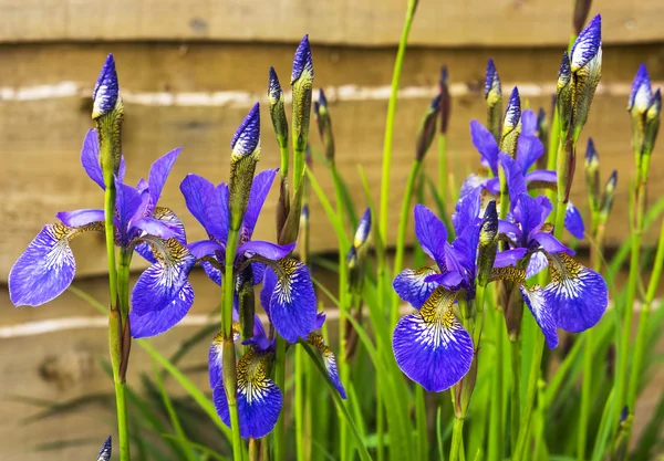 Blue iris flowers. — Stock Photo, Image