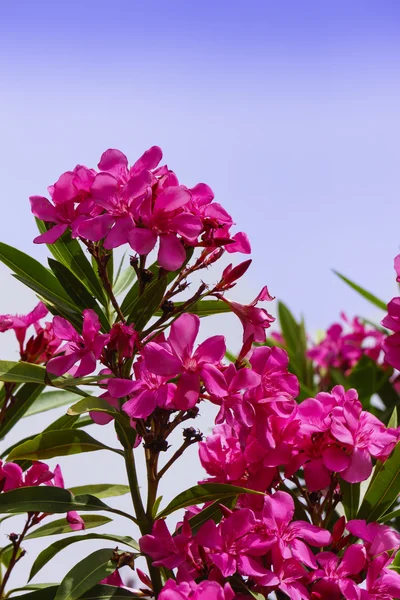 粉红色的夹竹桃花. — 图库照片