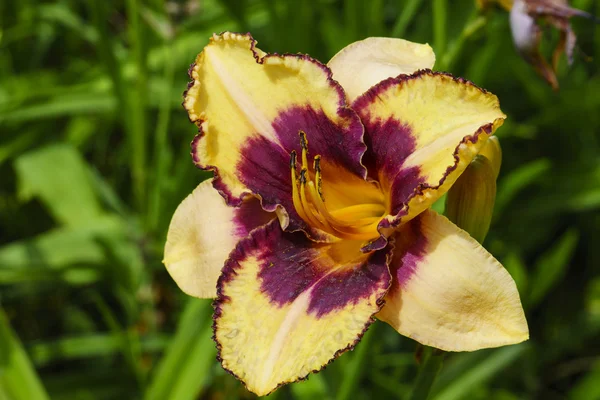 Daylily λουλούδι κινηματογράφηση σε πρώτο πλάνο σε έναν κήπο. — Φωτογραφία Αρχείου