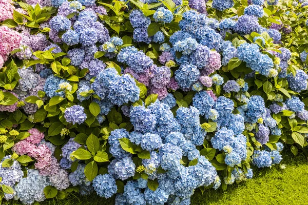 Hedge of blue Hydrangeas. — Stock Photo, Image
