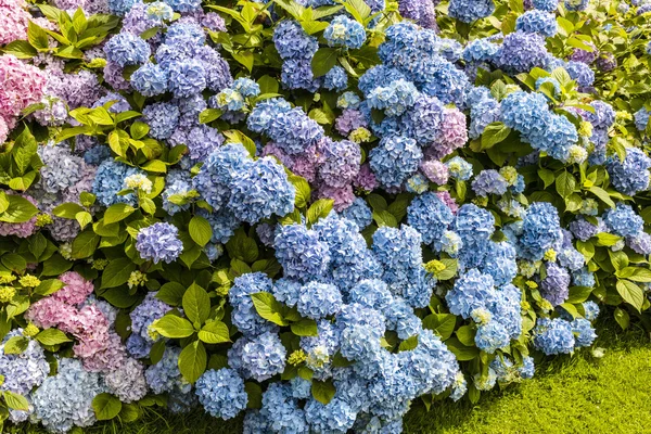 Sebe de hortênsias azuis . — Fotografia de Stock