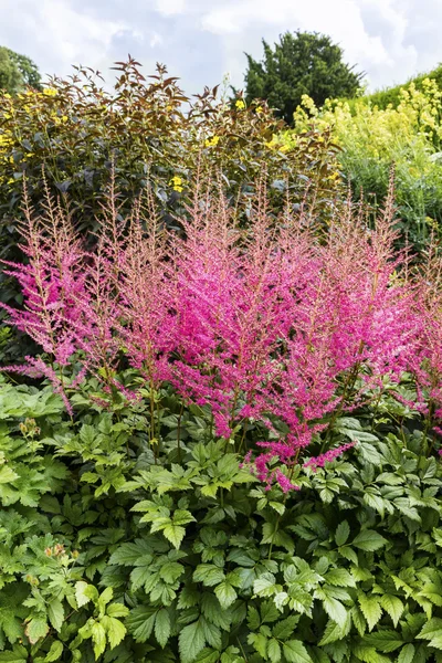 Astilbe plant with pink flowers. — Stock Photo, Image