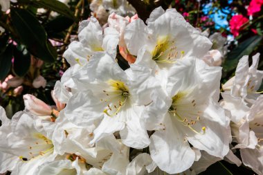 Beyaz Rhododendron çiçekleri.
