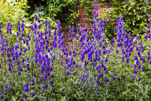 Delphinium kwiaty w ogrodzie. — Zdjęcie stockowe