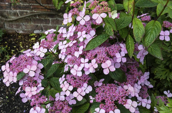 Arbusto de floração de hortênsia em um jardim . — Fotografia de Stock