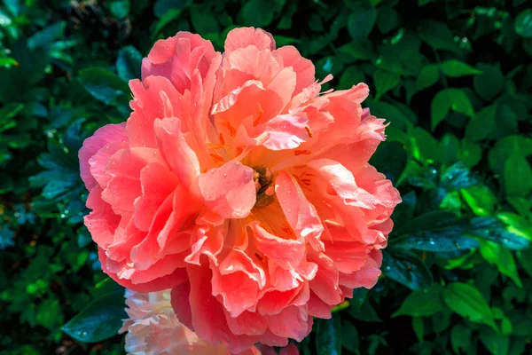 Flor de peonía rosa. —  Fotos de Stock