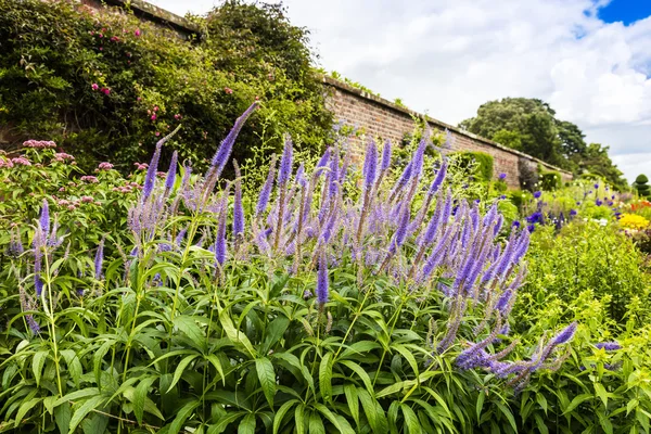 Piante agastache in un giardino . — Foto Stock