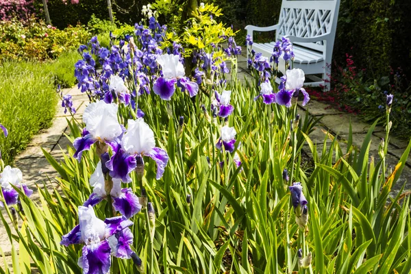 Lit de fleurs avec iris bleus . — Photo