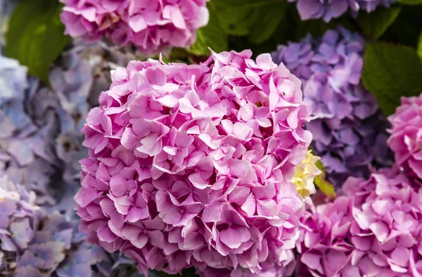 Close-up de hortênsia rosa grande. — Fotografia de Stock