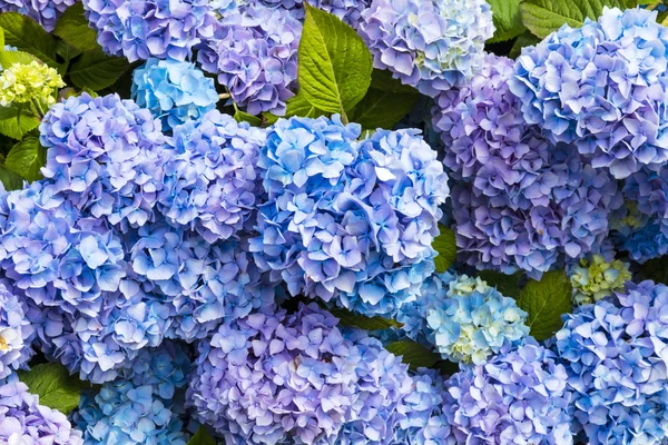 Blue Hydrangea close-up. — Stock Photo, Image