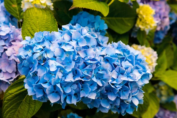 Blaue Hortensie aus nächster Nähe. — Stockfoto