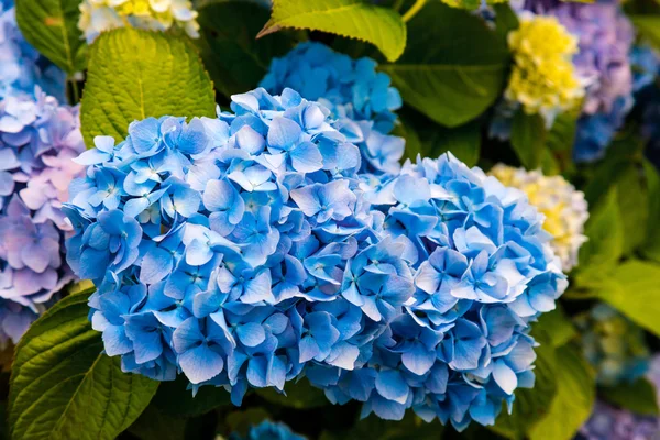 Gros plan sur Blue Hydrangea . — Photo